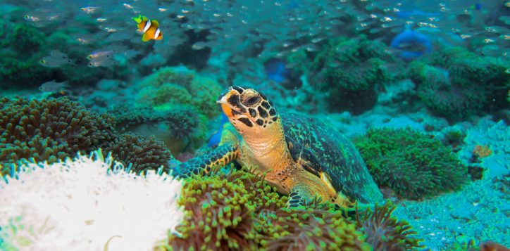 turtle-2