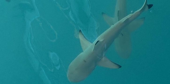 shark-6-2